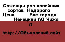 Саженцы роз новейших сортов. Недорого. › Цена ­ 350 - Все города  »    . Ненецкий АО,Чижа д.
